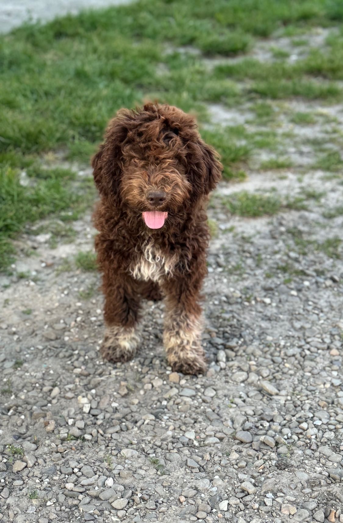 Lagotto Romagnolo piesek FCI