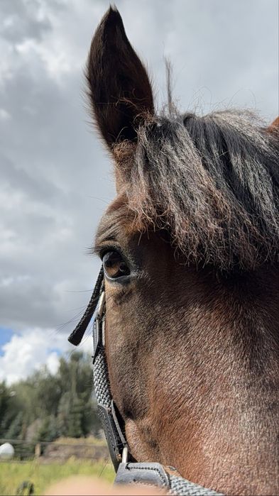 Sprzedam klacz huculską