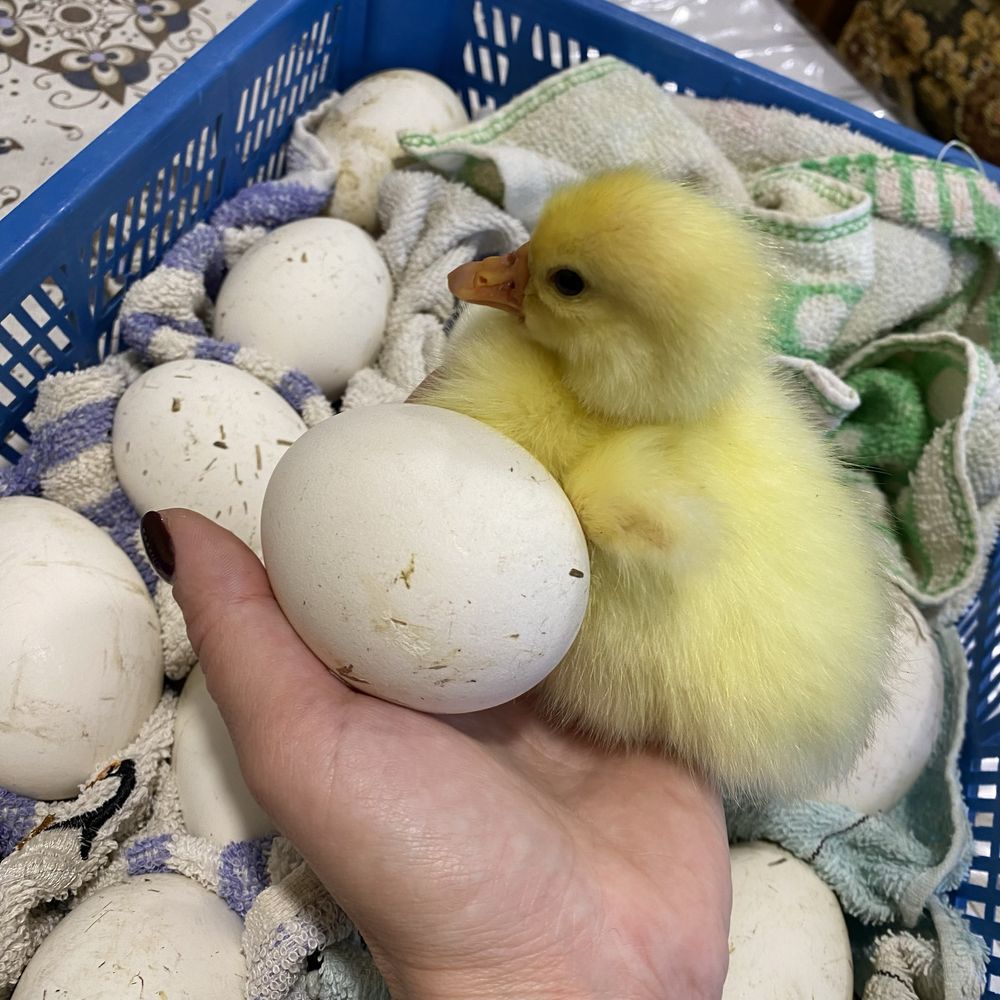 Інкубаційне яйце домашніх гусей
