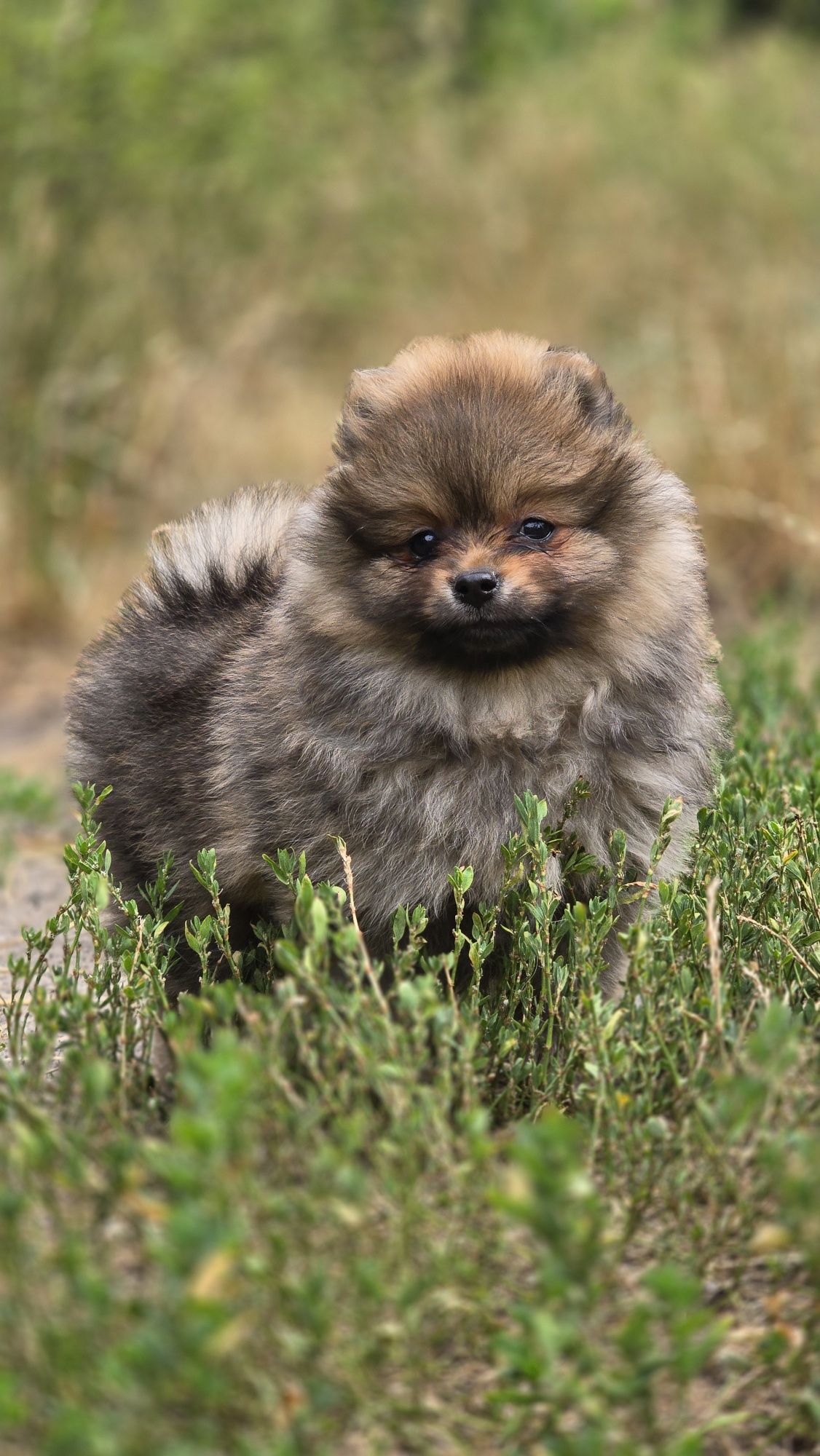 Pomeranian cudowna suczka