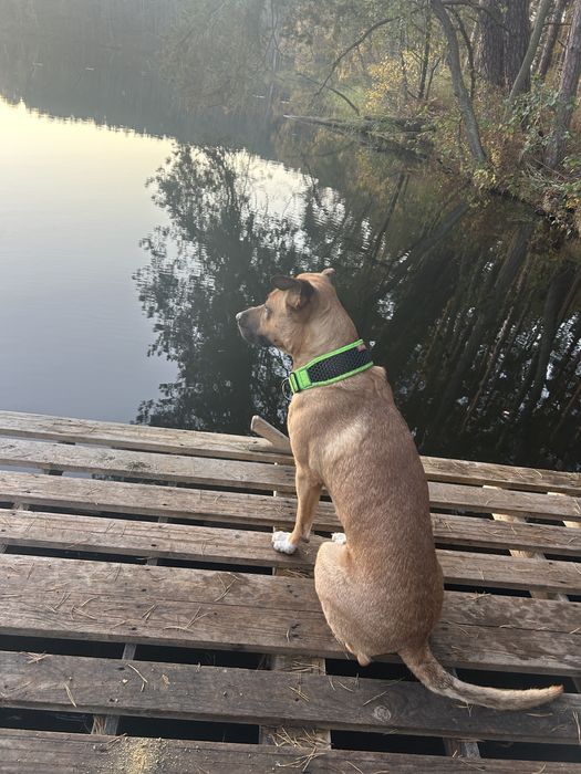 Pies rasy blackmouth cur