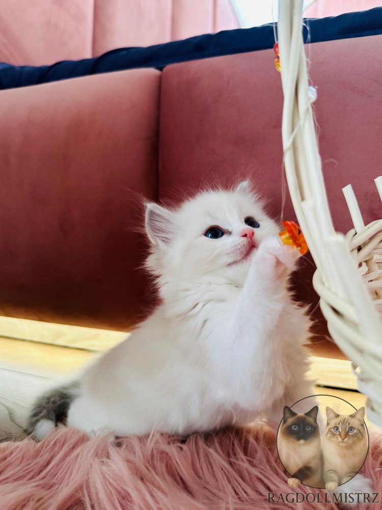 Ragdoll koteczka wkrótce do odbioru