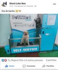 Negócio em expansão em Portugal, Dog-wash self-service