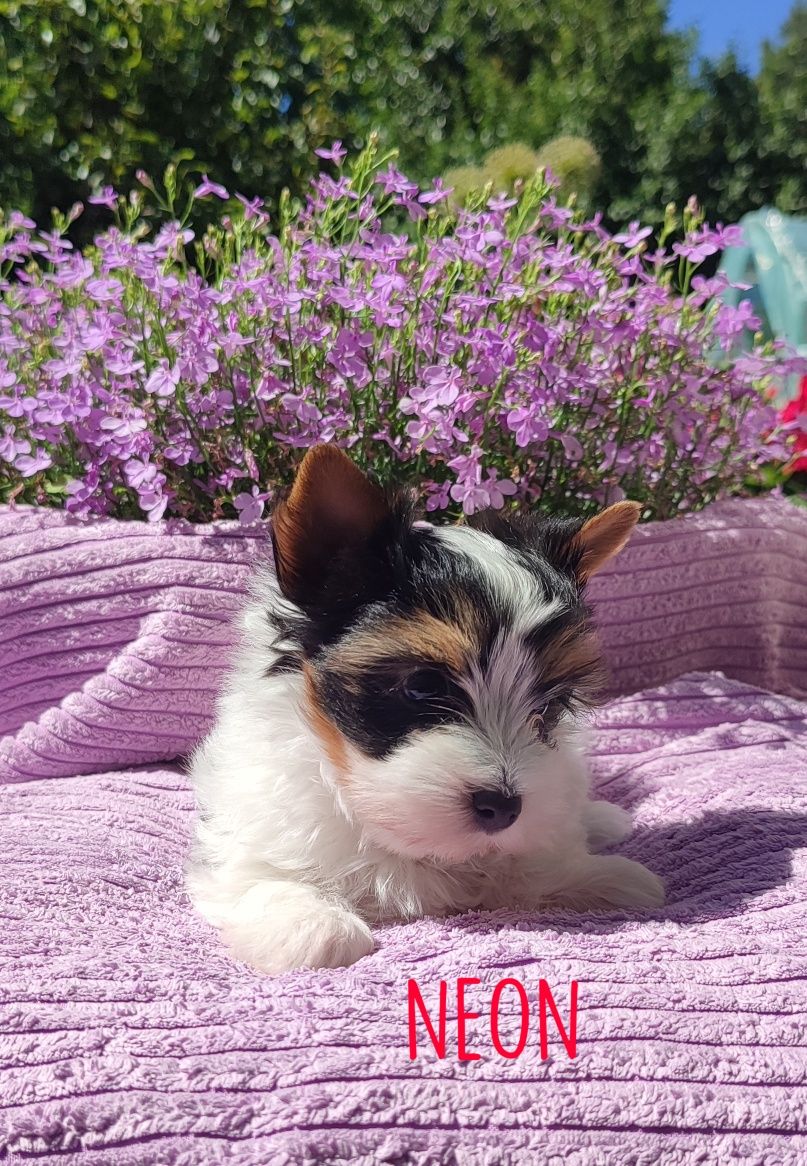 Biewer Yorkshire Terrier NEON, York