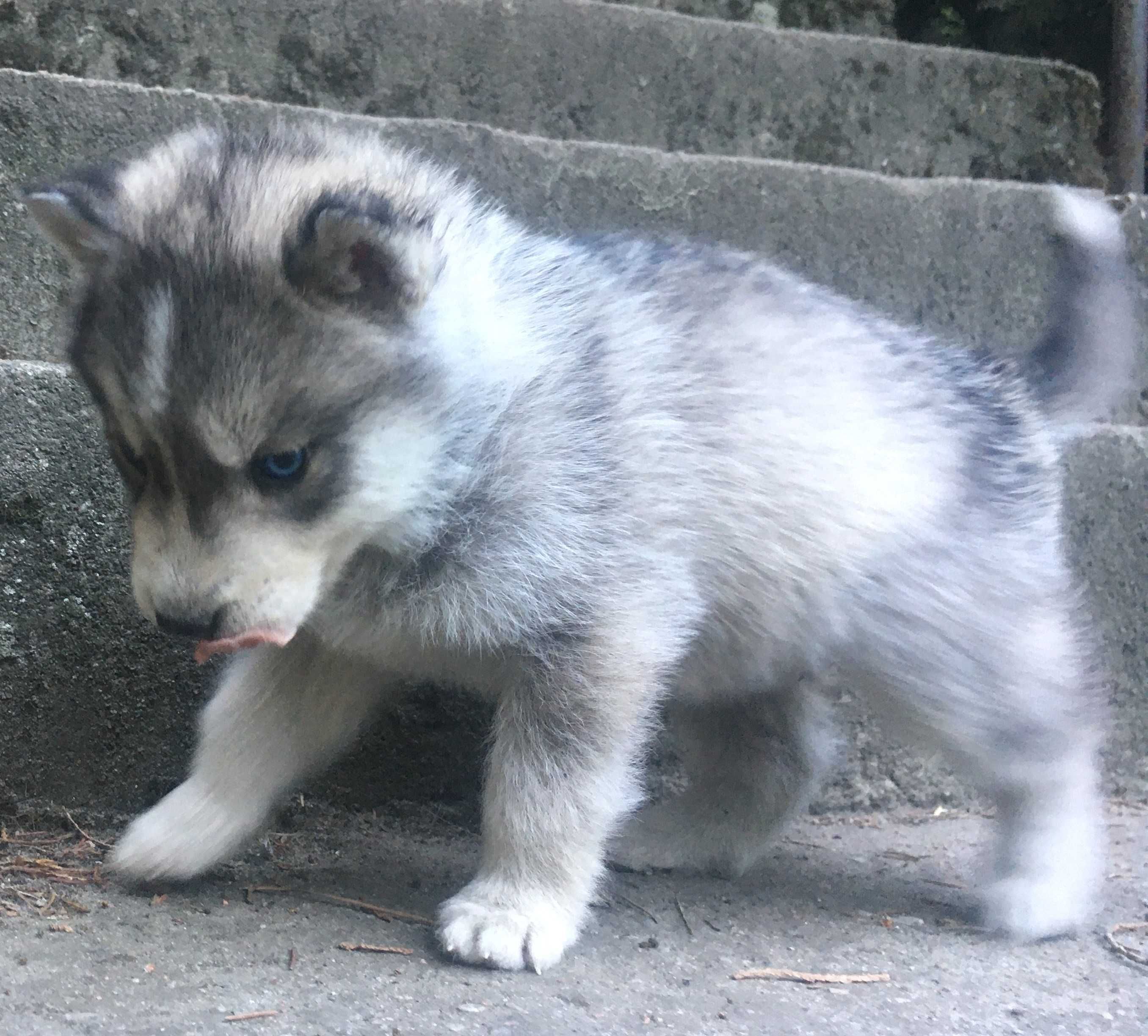 piesek Siberian Husky