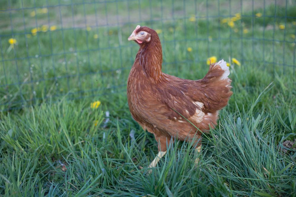 Kury nioski rasy Tetra biała z jajkiem
