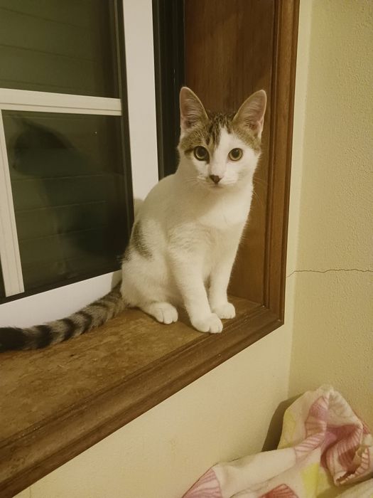 Puma- gatinho jovem (5meses) para adoção responsável