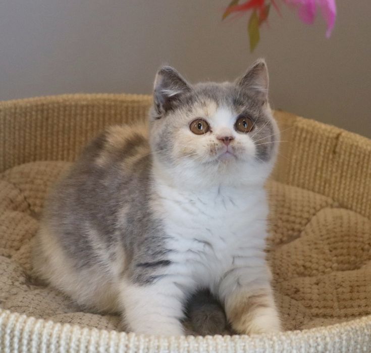 Kotka brytyjska z Rodowodem FPL opcja hodowlana