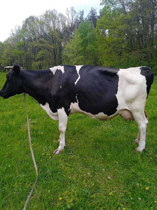 Продам 6-місячну теличку від гарної корови