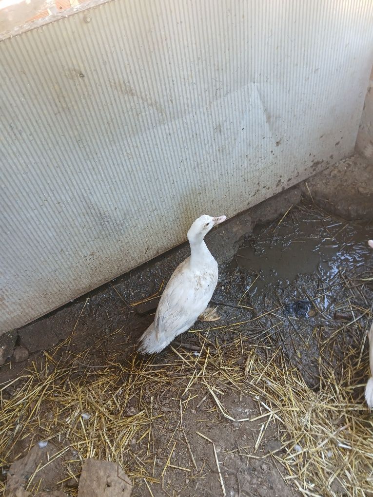 Patos mudos casa
