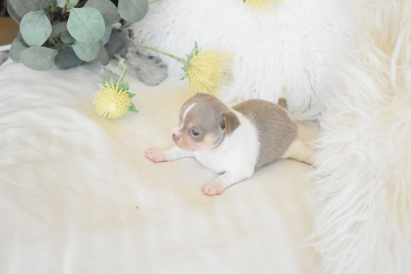 Chihuahua .Cabeça de maçã. Branco e azul dr olhos azuis.