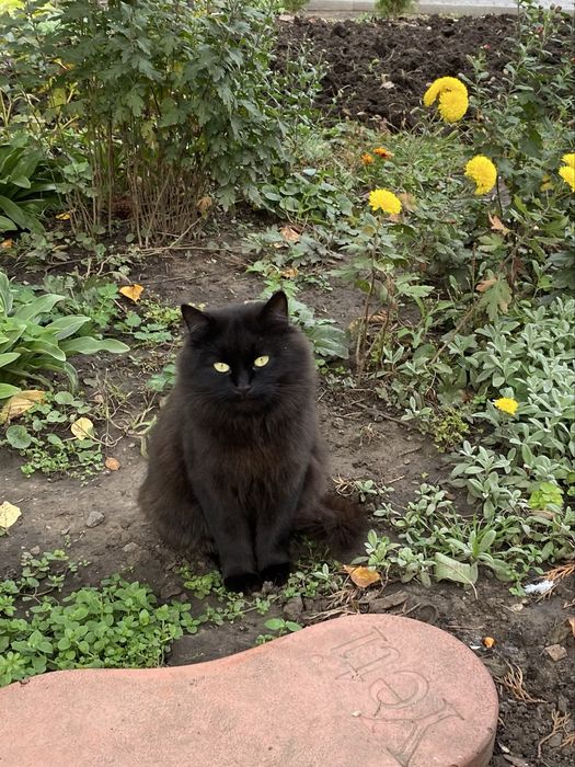 Віддам кошечку в добрі руки.