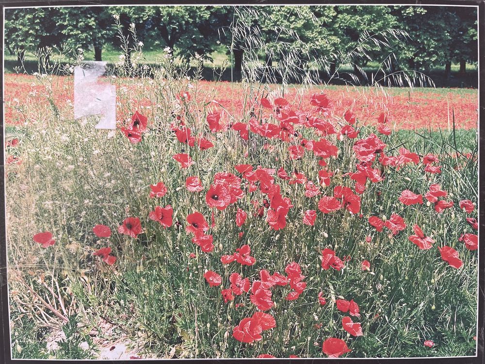 Puzzle Poppies, Maki, kwiaty, 672 (większe niż 500, mniejsze niż 1000)