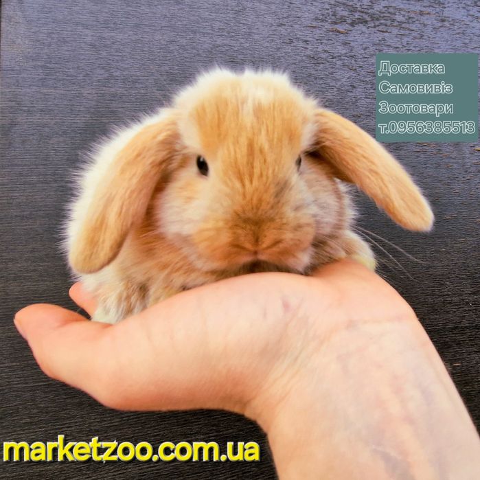 Гарнюній міні лопчик у Києві д.н.15.08.2024