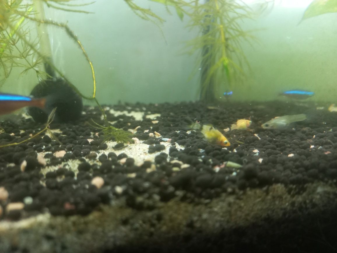 Peixes molly e guppies  jovens e camarão neocardina