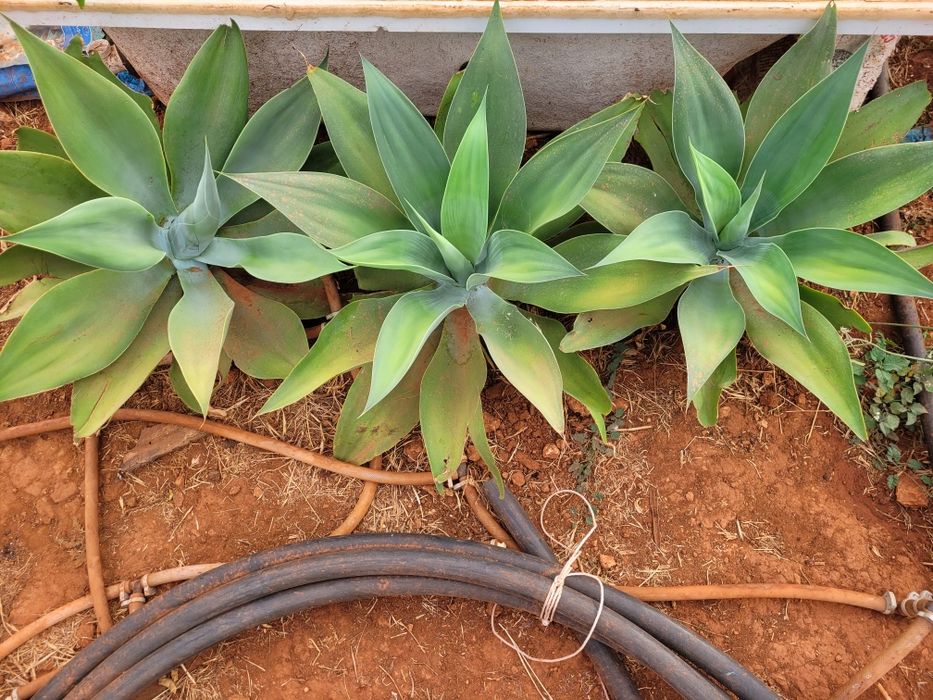 Agave dragões  com 70cm