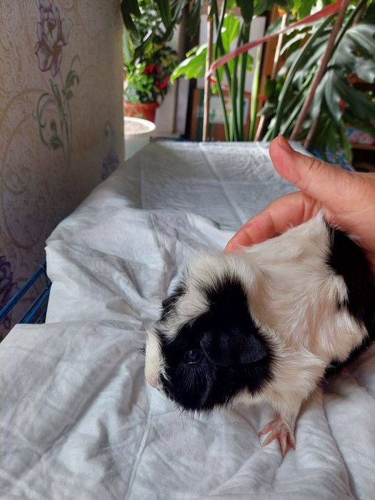 Продам красивую морскую свинку!