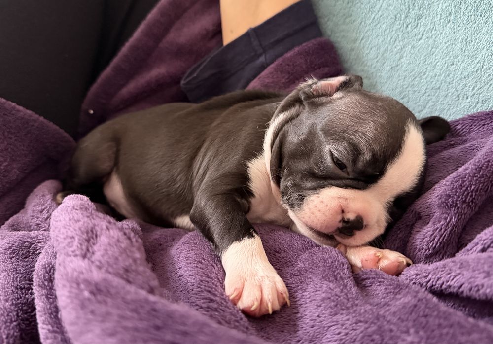 Boston terrier Szczenię