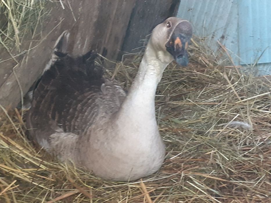 Jaja Lęgowe Gęsi Kubańskich/Garbonose, kaczki piżmowa dworka