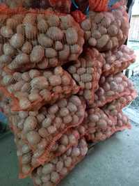 Ziemniaki jadalne bellarosa. Mozliwy transport