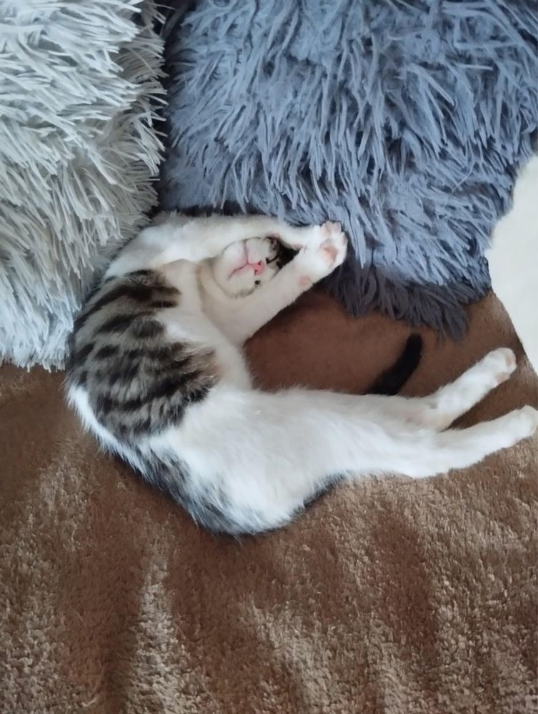 Panduś mały kotek do adopcji