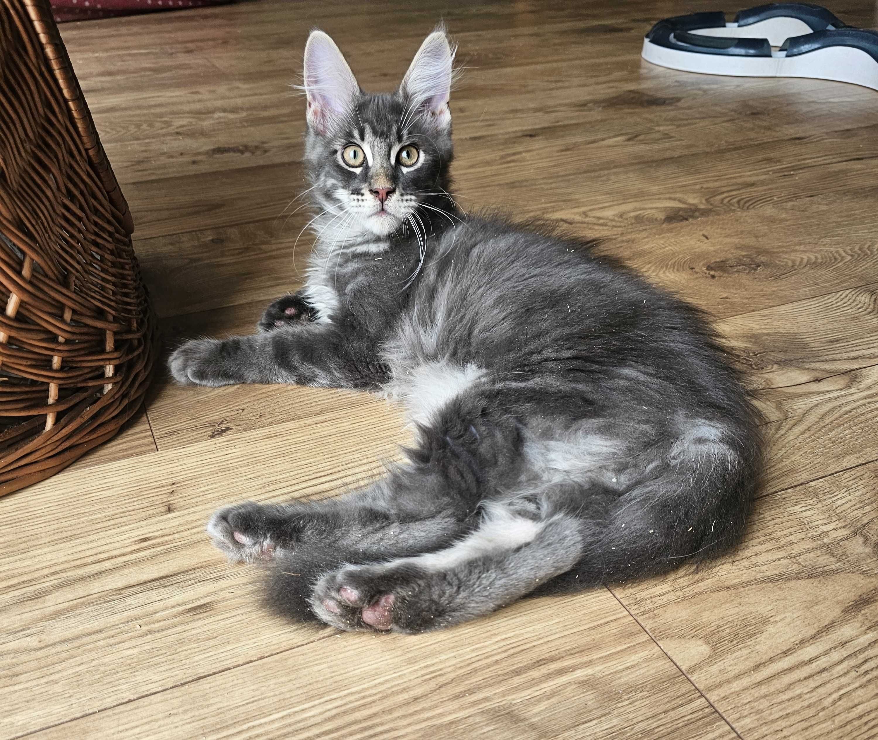 Kocurek Maine Coon