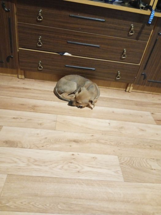 Oddam szczeniaka za darmo