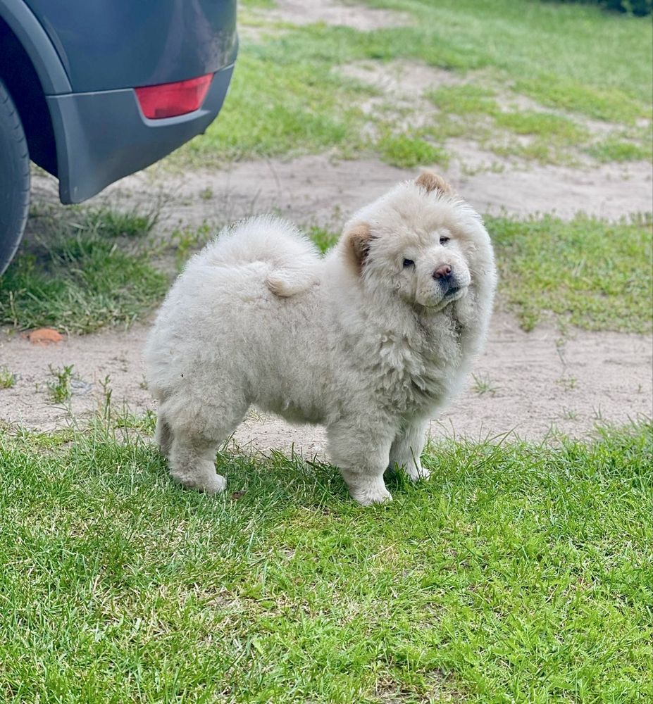 Śliczna sunia CHOW CHOW