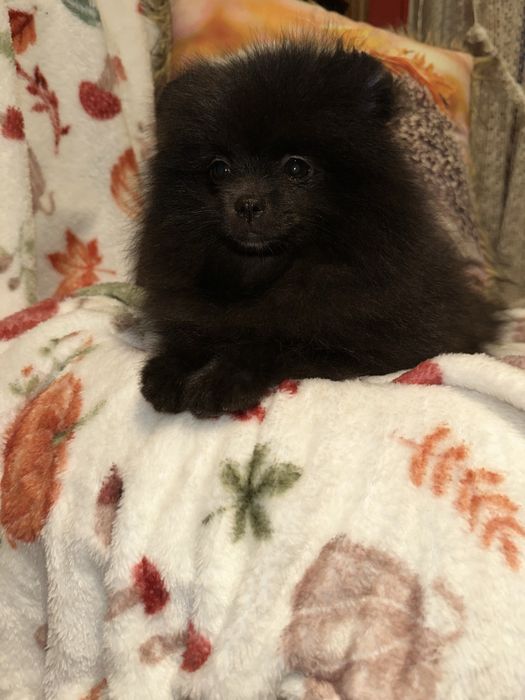 Szpic Miniaturowy Pomeranian Czarna sunia