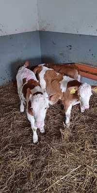 Jałówki mięsne simmental 3sz