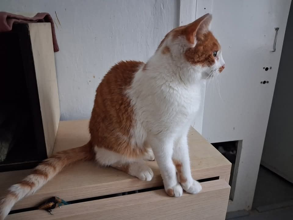 Ostoja Mruczków. Zygmunt do adopcji