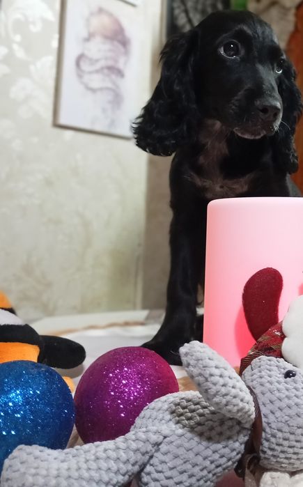 Спанієль дівчинка, девочка кокер спаниель