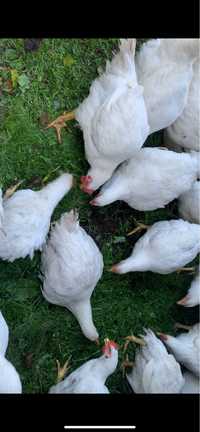 Kurczaki broiler ekologiczne mieso broilery swojskie