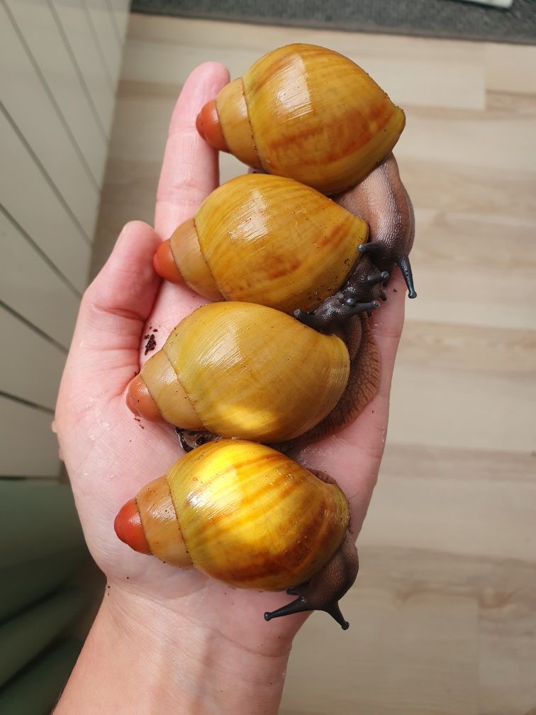 Archachatina marginata grevillei - ślimak afrykański
