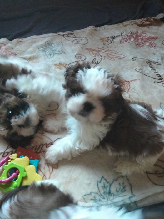 Śliczny szczeniak rasy Shih Tzu
