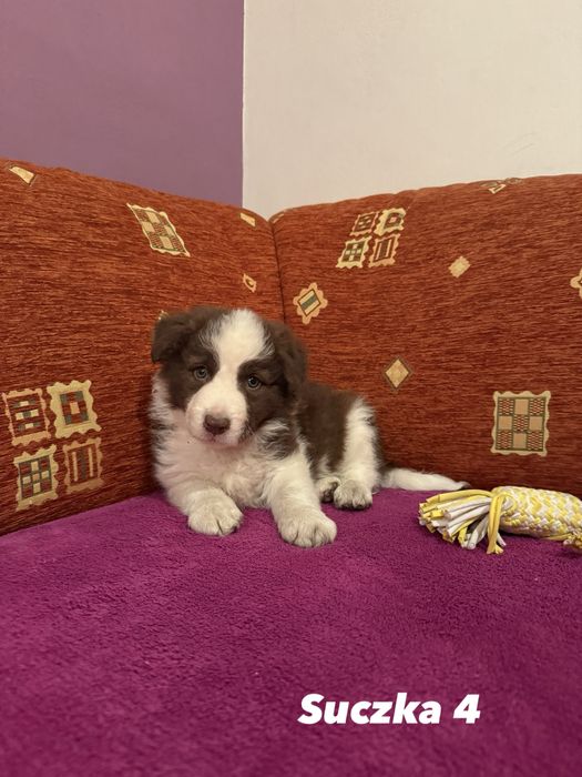 Suczka Border Collie