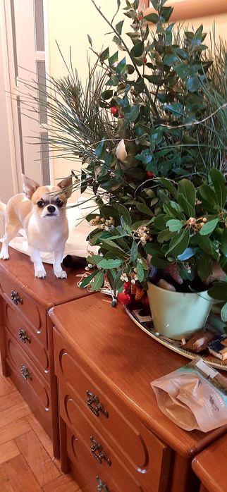 Chihuahua macho miniatura, pedegree