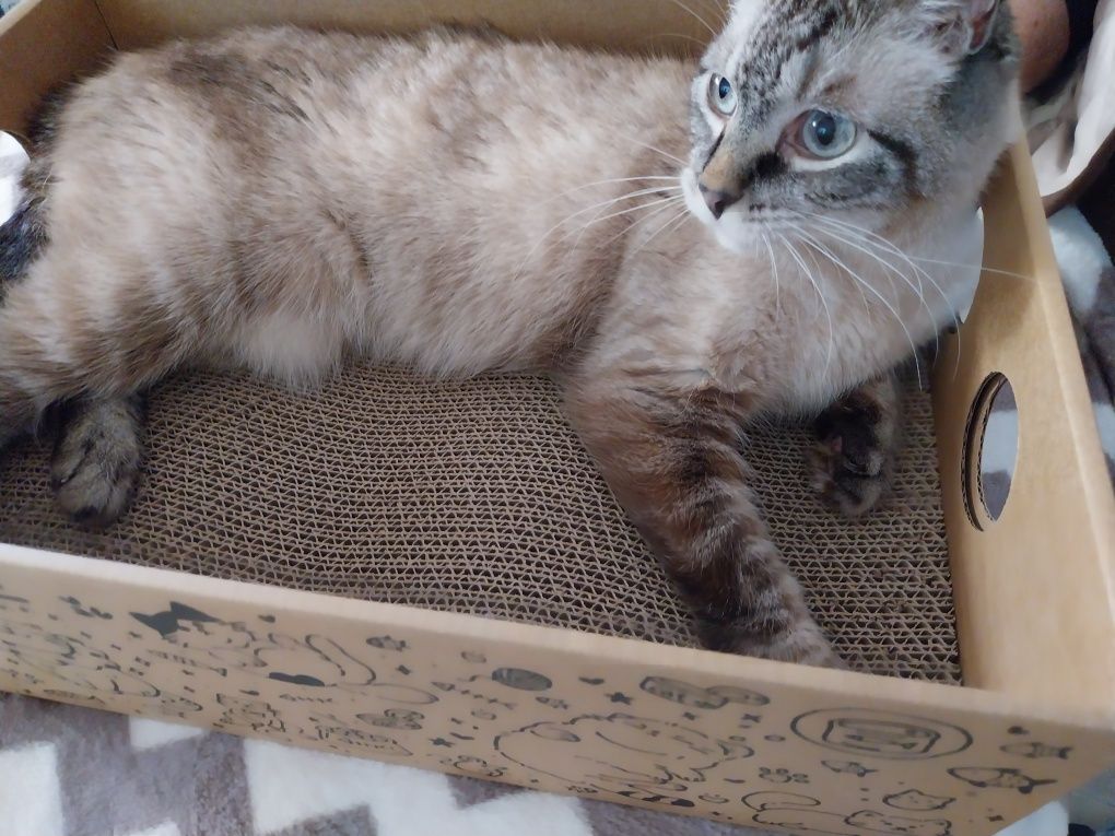 2 em 1: arranhador e cama para gato com 5 recargas NOVO ENVIO GRÁTIS
