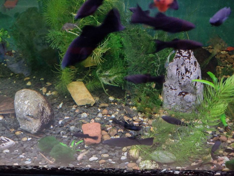 Dorosła czarna molinezja około 5-6 cm