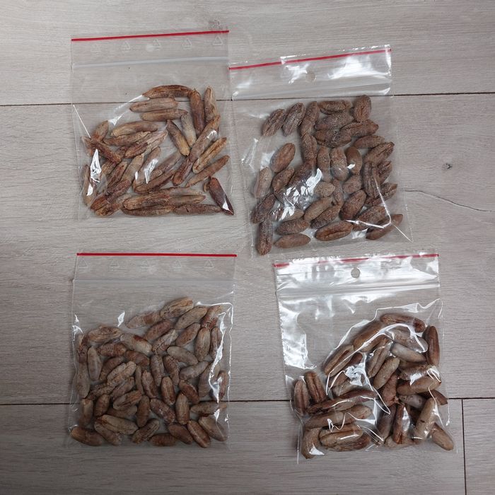 Bio Nasiona Daktylowca Właściwego, organiczne - Phoenix Dactylifera -