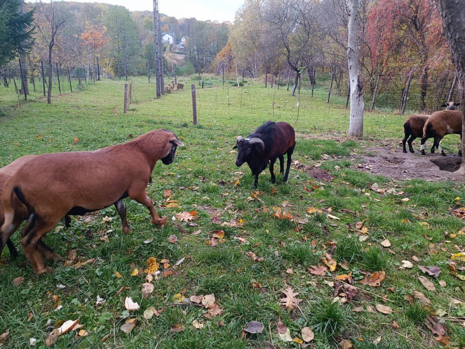 Owce kameruńskie sprzedam