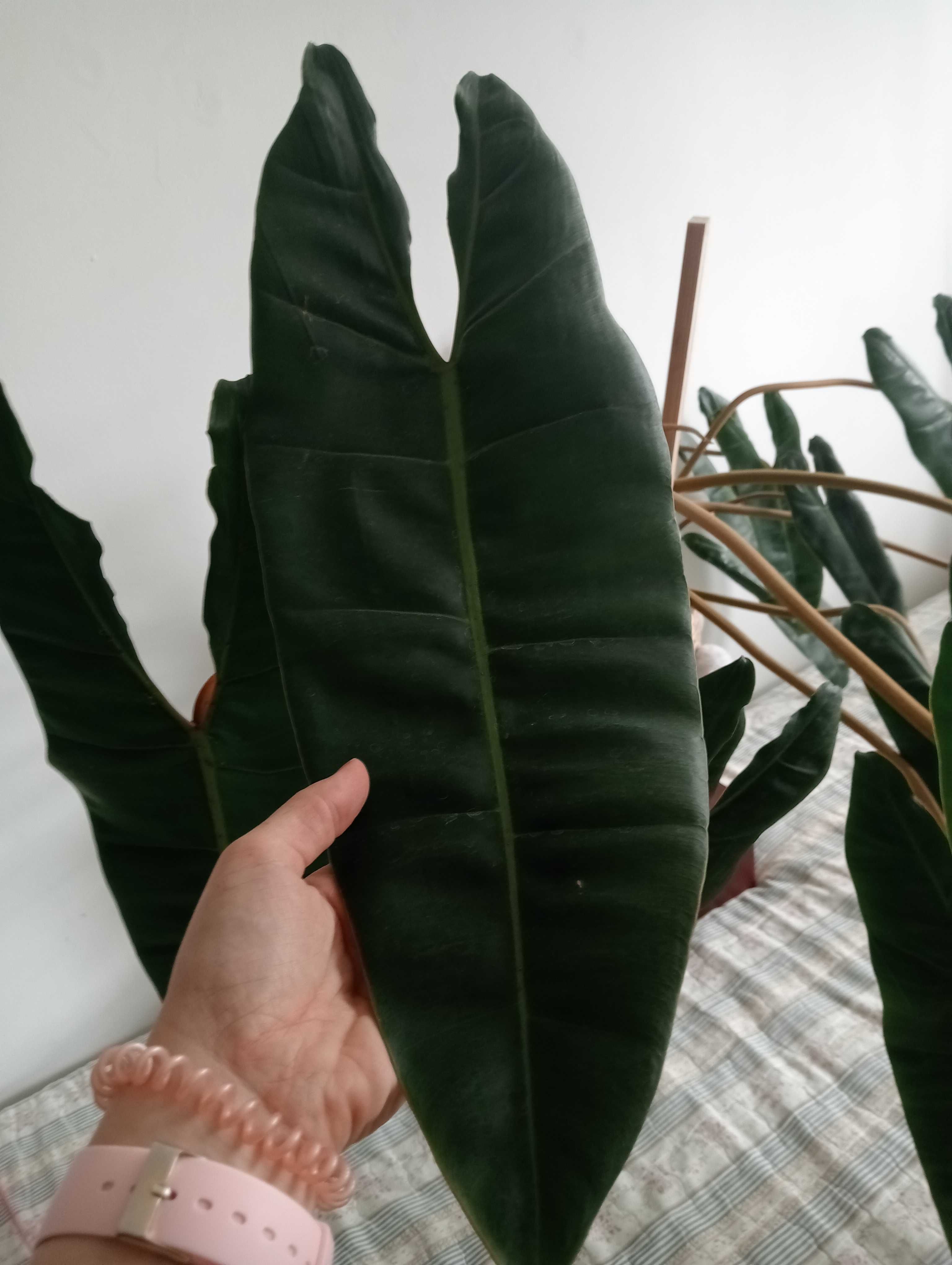 Philodenron filodendron billietiae