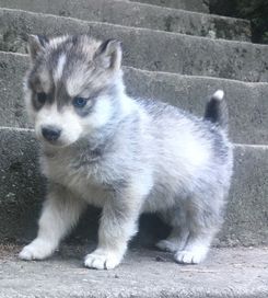 piesek Siberian Husky