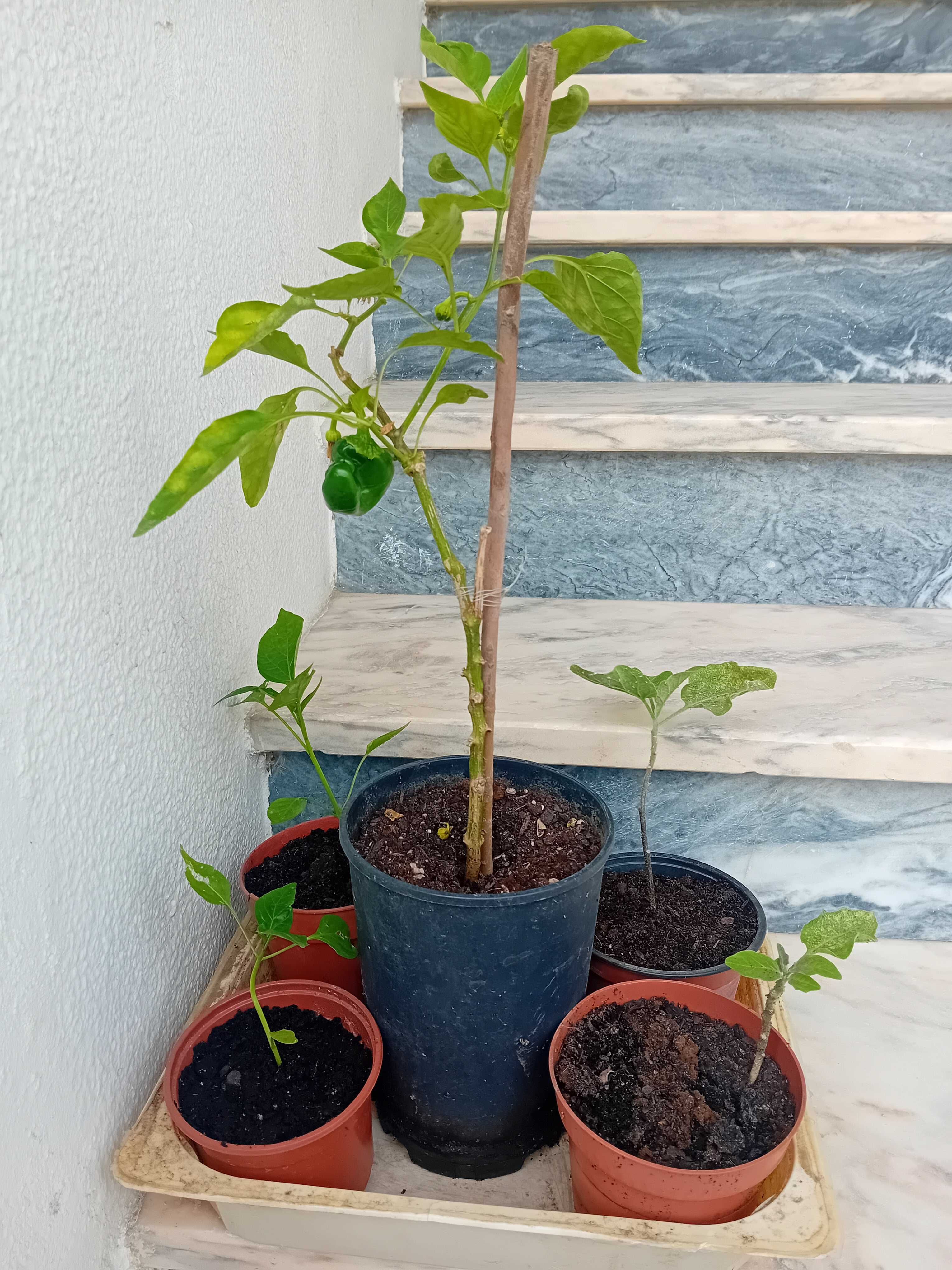 Horticulas Com Vaso