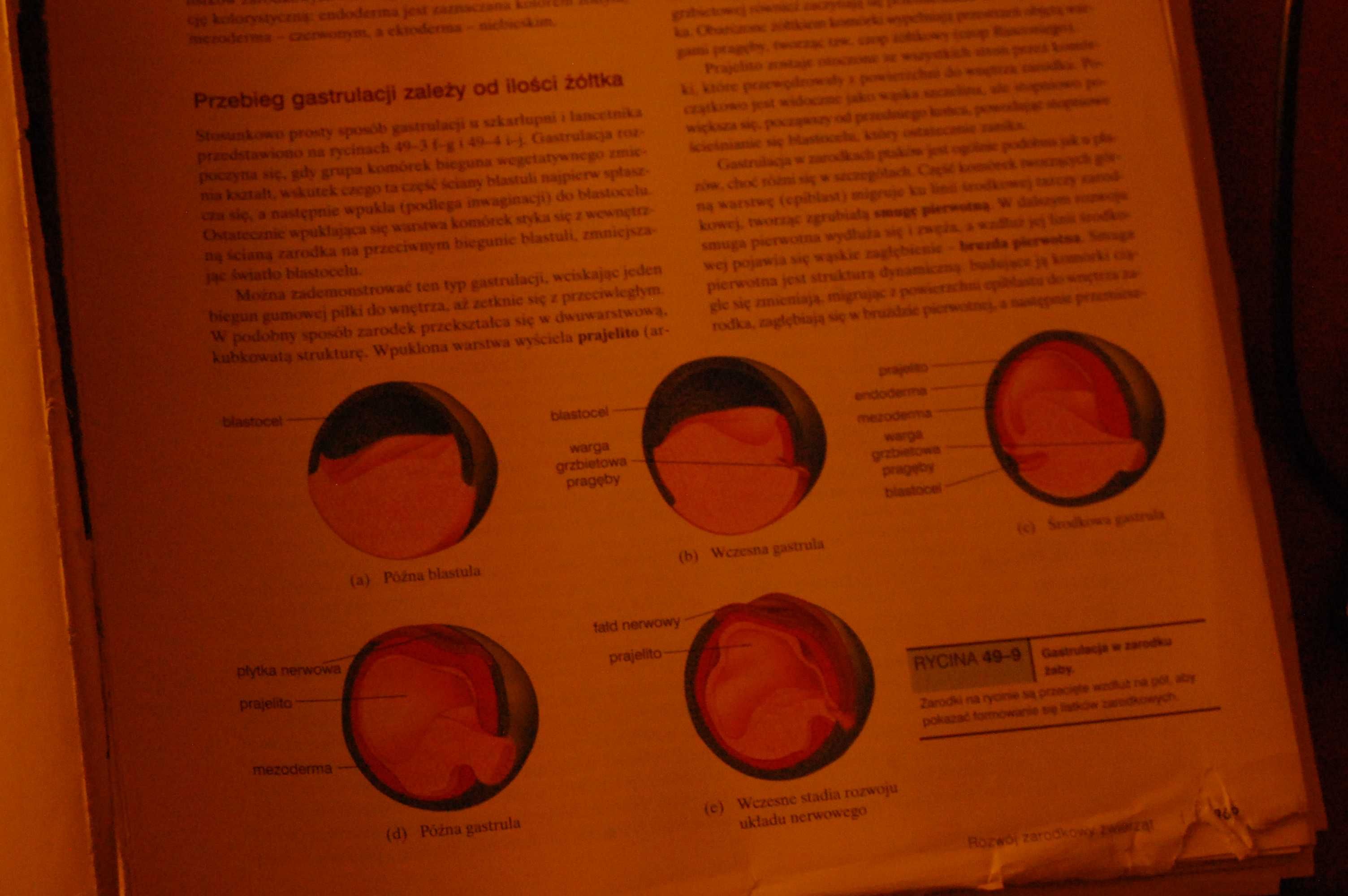 Biologia Diana W. Martin, Eldra P. Solomon, Linda R. Berg