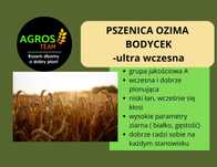 Pszenica ozima BODYCEK C1- kwalifikowany materiał siewny, wysyłka