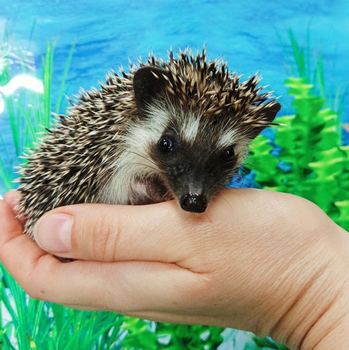 Jeż Pigmejski/Jeżyki‼️OSWOJONE i Łagodne‼️SAMICZKI - 2 MCE‼️Sklep Zool