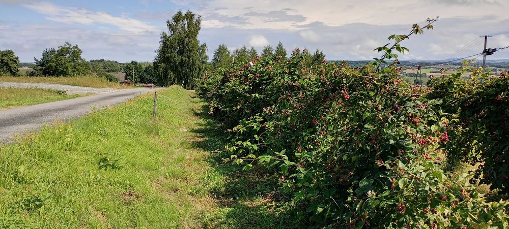 działka budowlana gmina Czchów