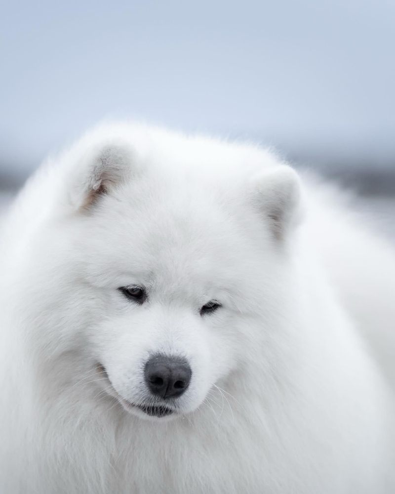 JOURNEY LITTER Samoyed szczenię Samoyed Fluffy Touch FCI