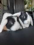 Kroliki baranek karzelek miniaturka mini lop